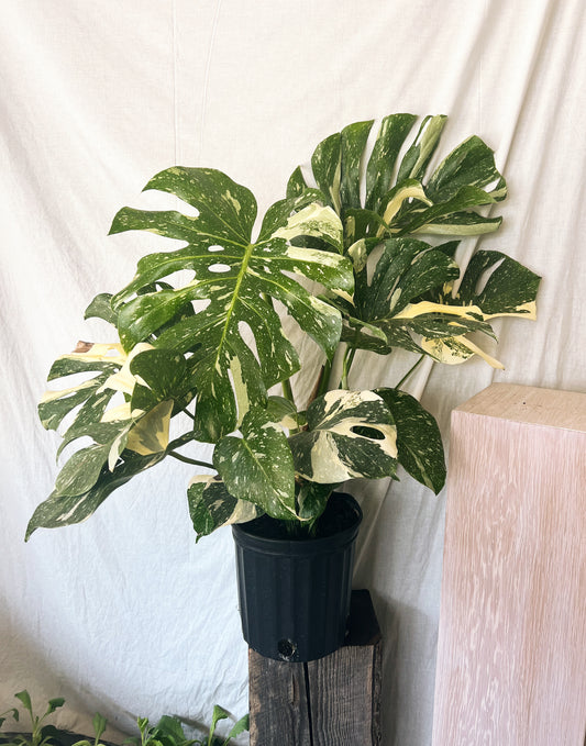 10" Thai Constellation Monstera Plant