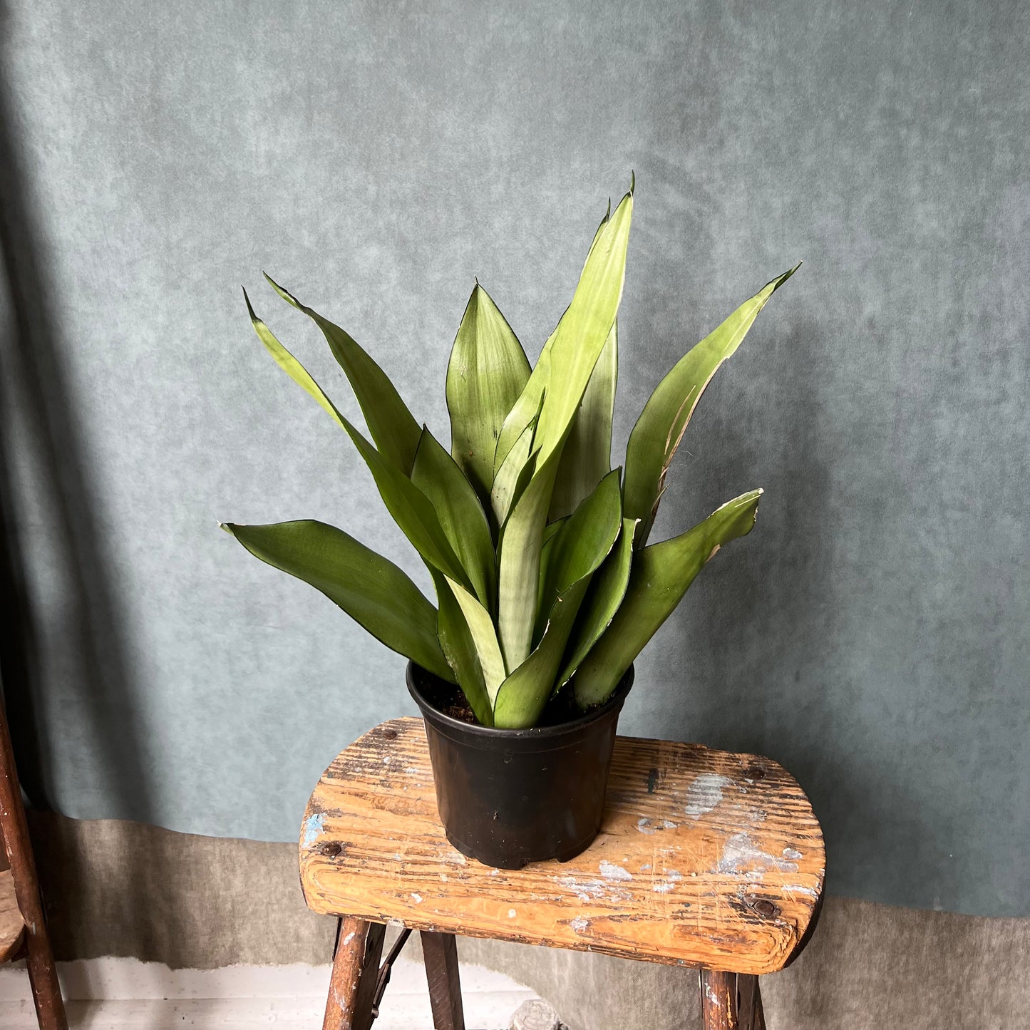 6" Snake Plant Sansevieria