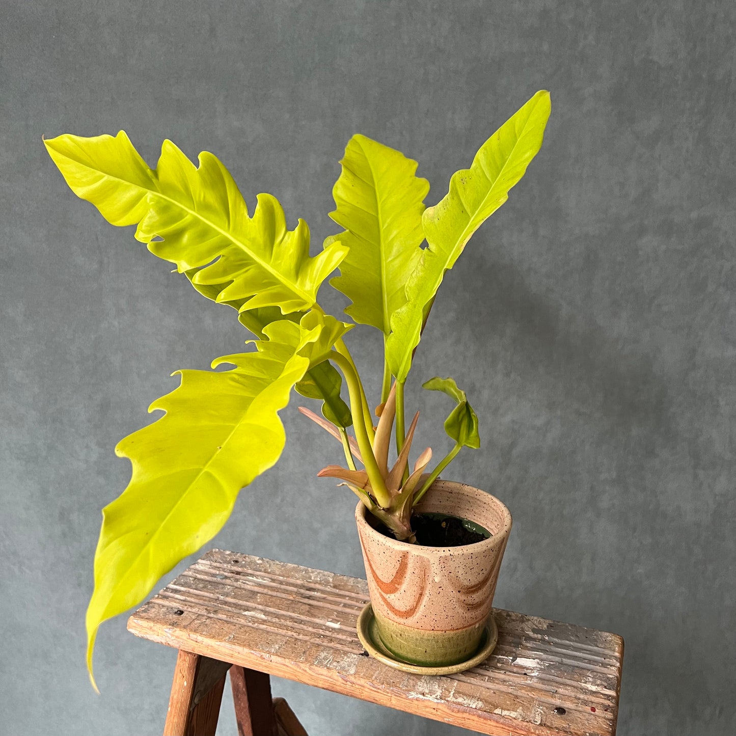 4" Golden Crocodile Philodendron