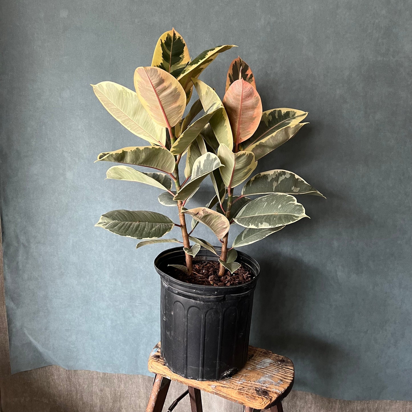 10" Ruby Rubber Standard Ficus Plant