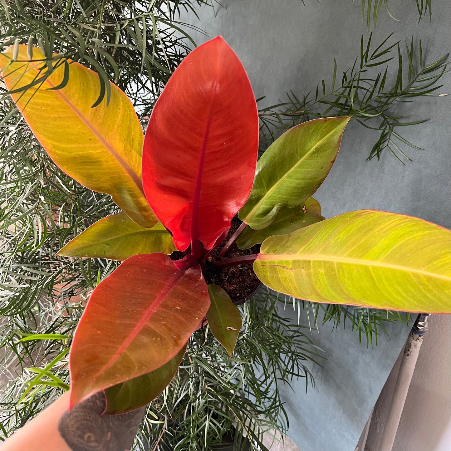 4" Prince of Orange Philodendron Plant (Copy)