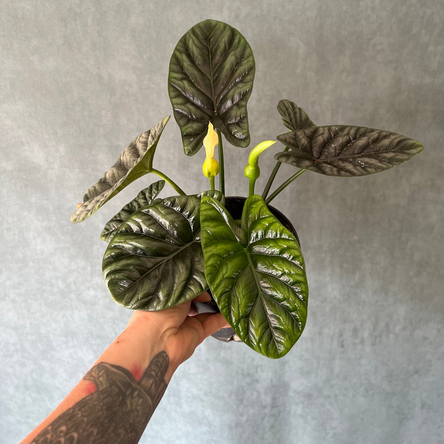 6" Alocasia Dragon Scale