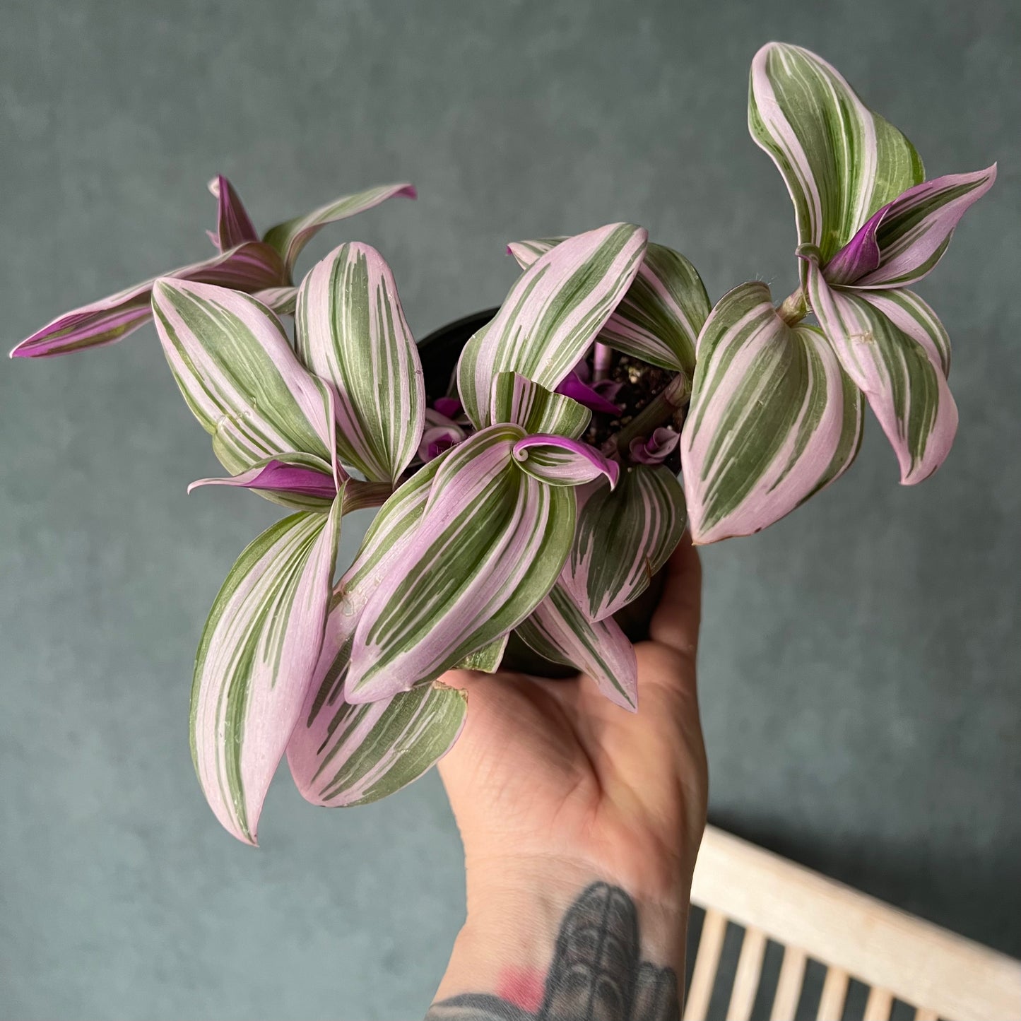 4" Nanouk Zebrina