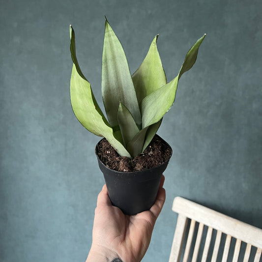 6" Moonshine Snake Plant