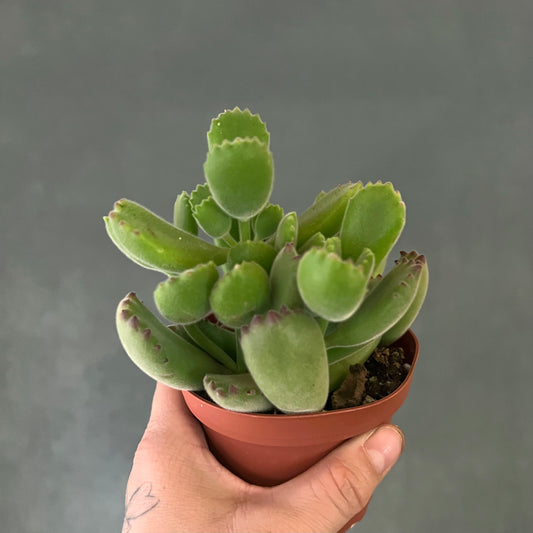 4" Bear Paw Succulent