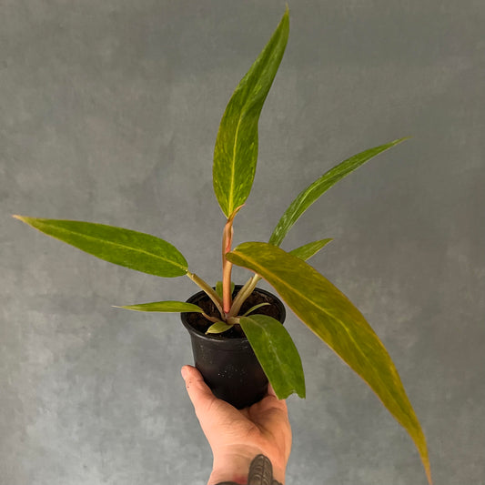 4" Orange Marmalade Philodendron Plant