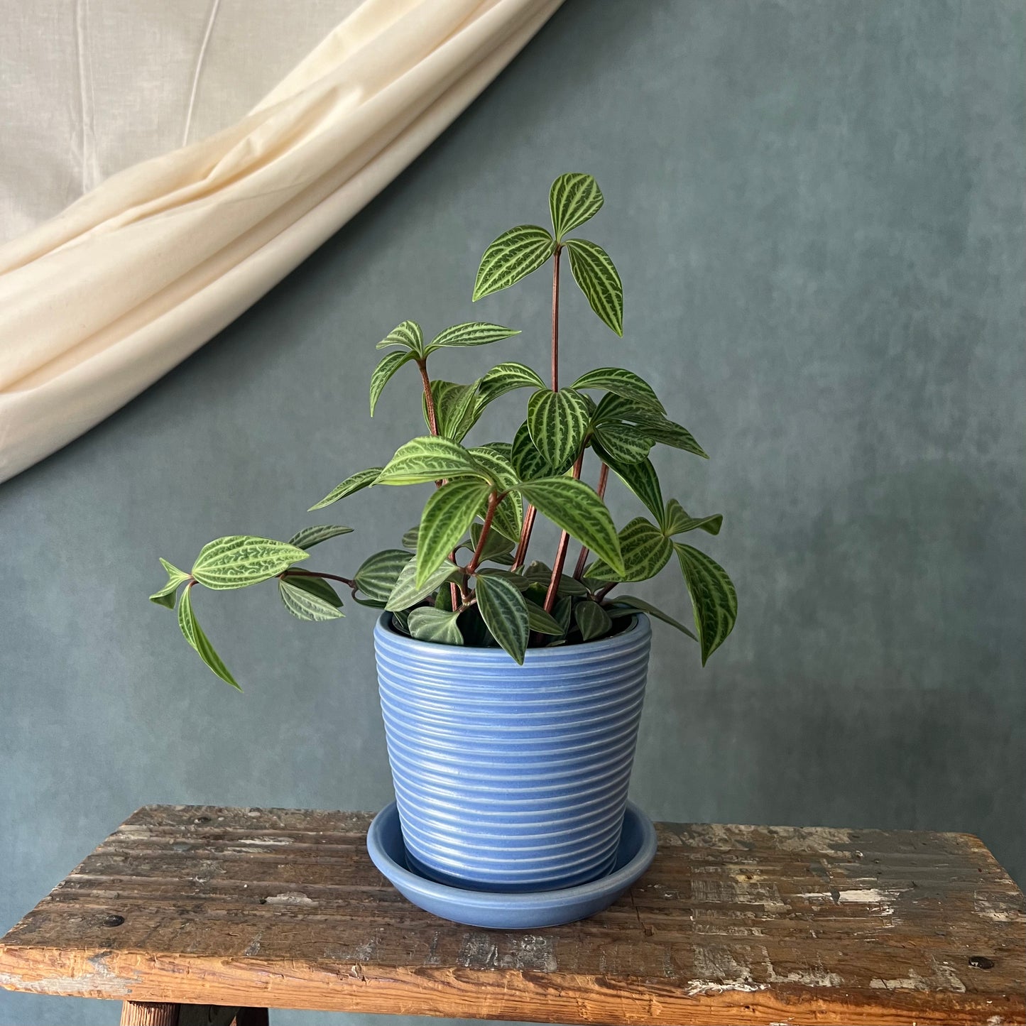Petite Ribbed Planter