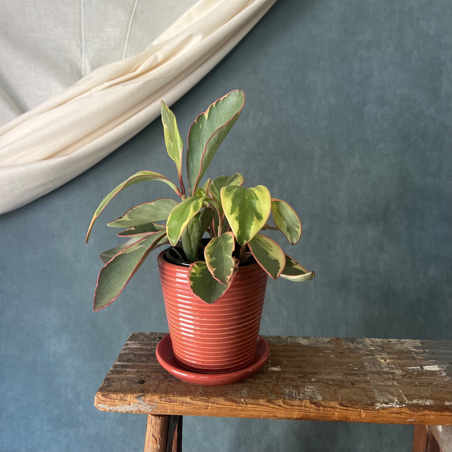 Petite Ribbed Planter