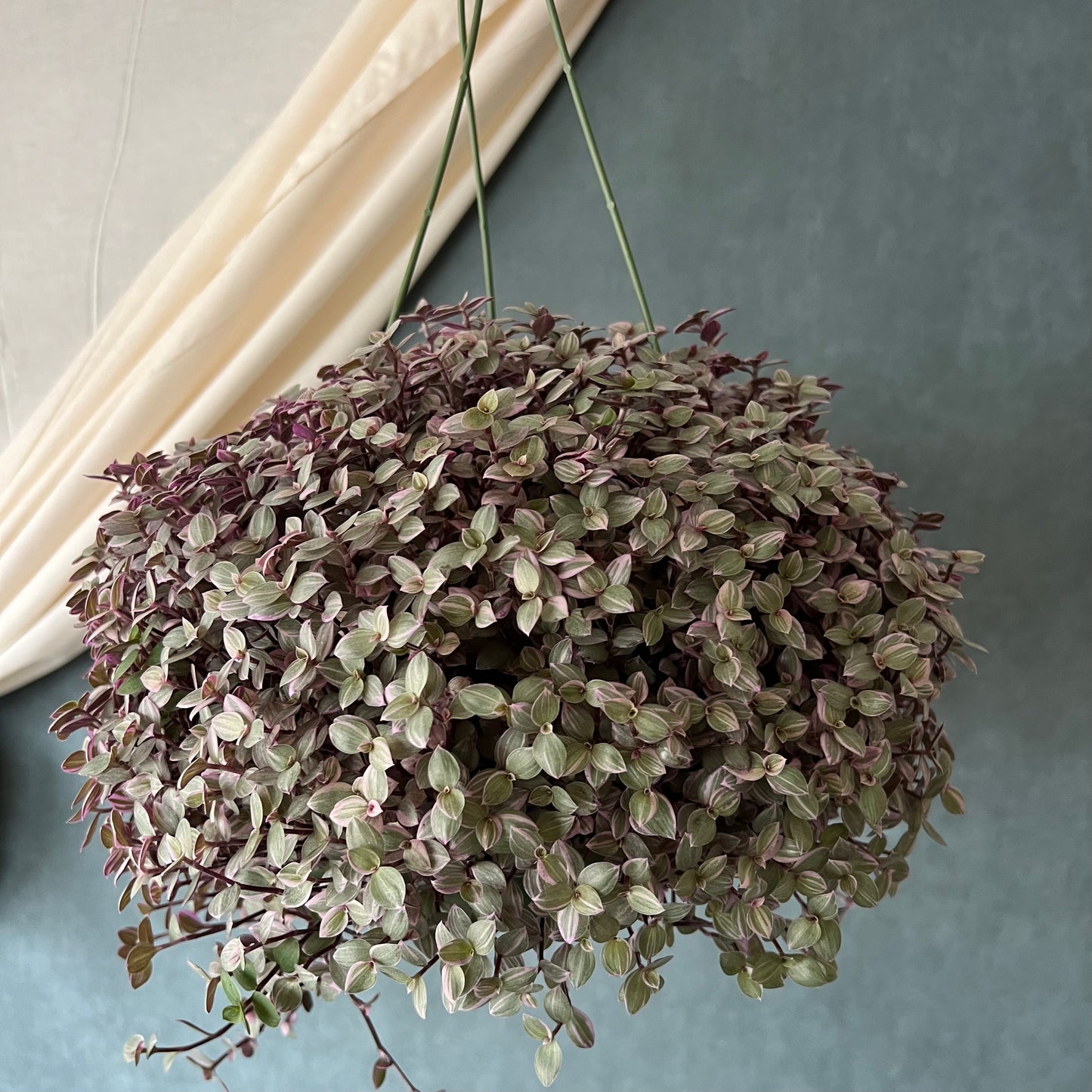 4" Pink Panther Tradescantia