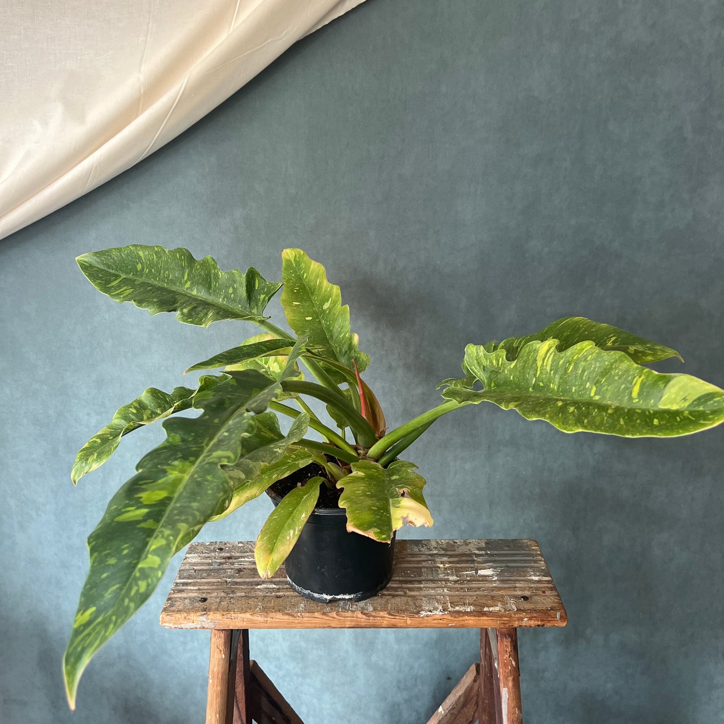 4" Ring of Fire Philodendron Plant