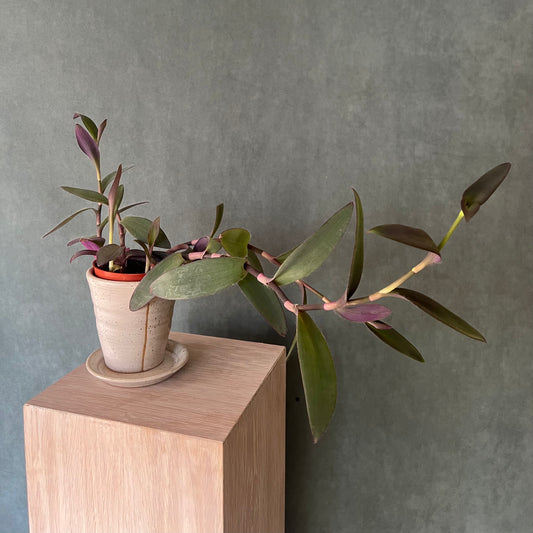 4" Tradescantia Purple Zebrina Plant