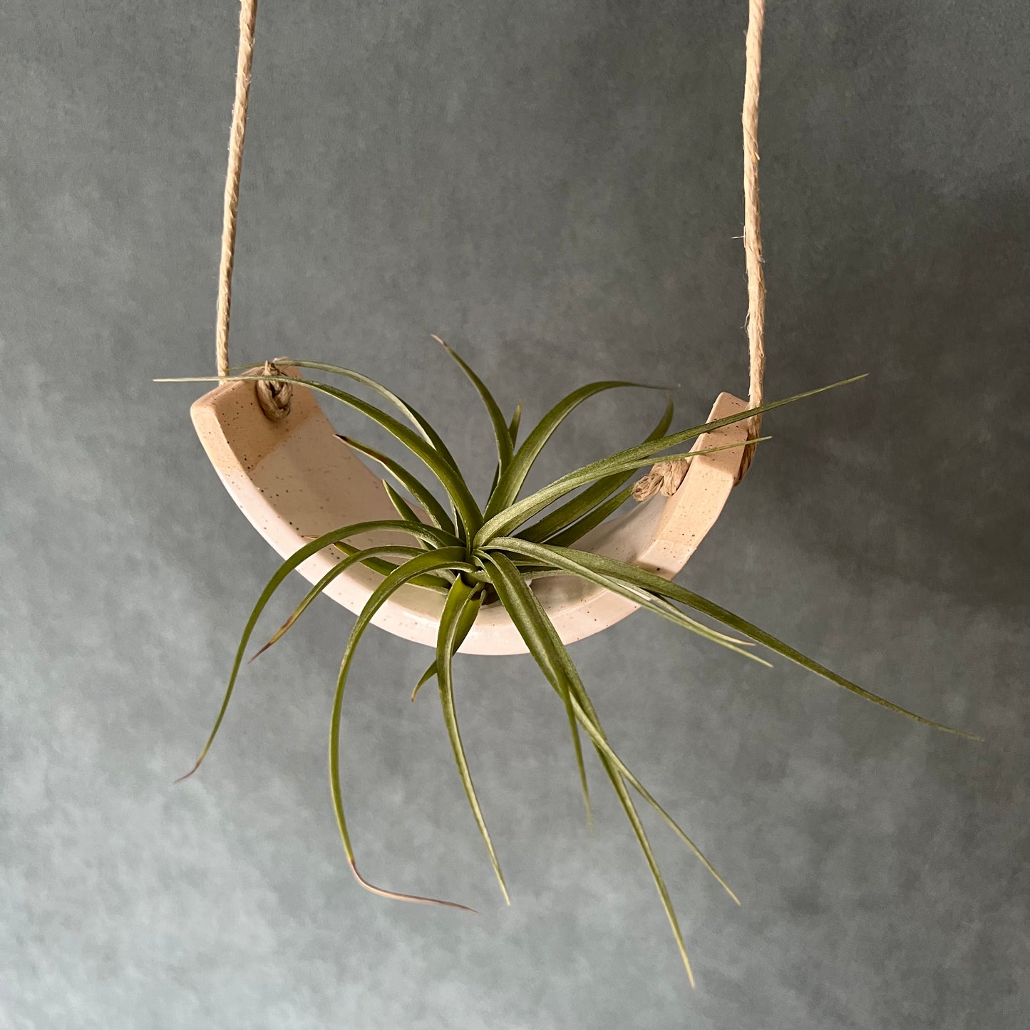 Small Hanging Air Plant Cradle