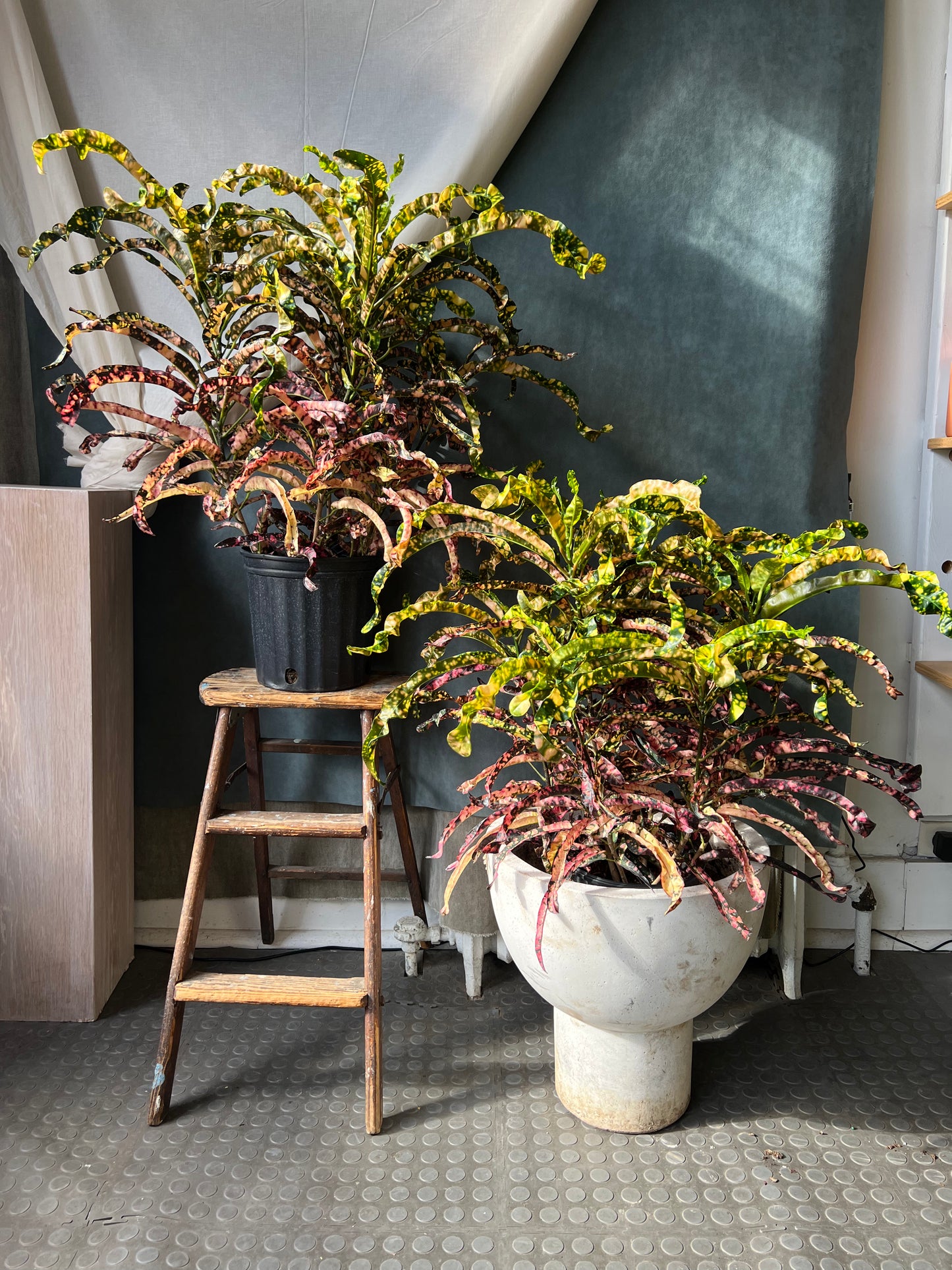 8" Croton King Siam Plant