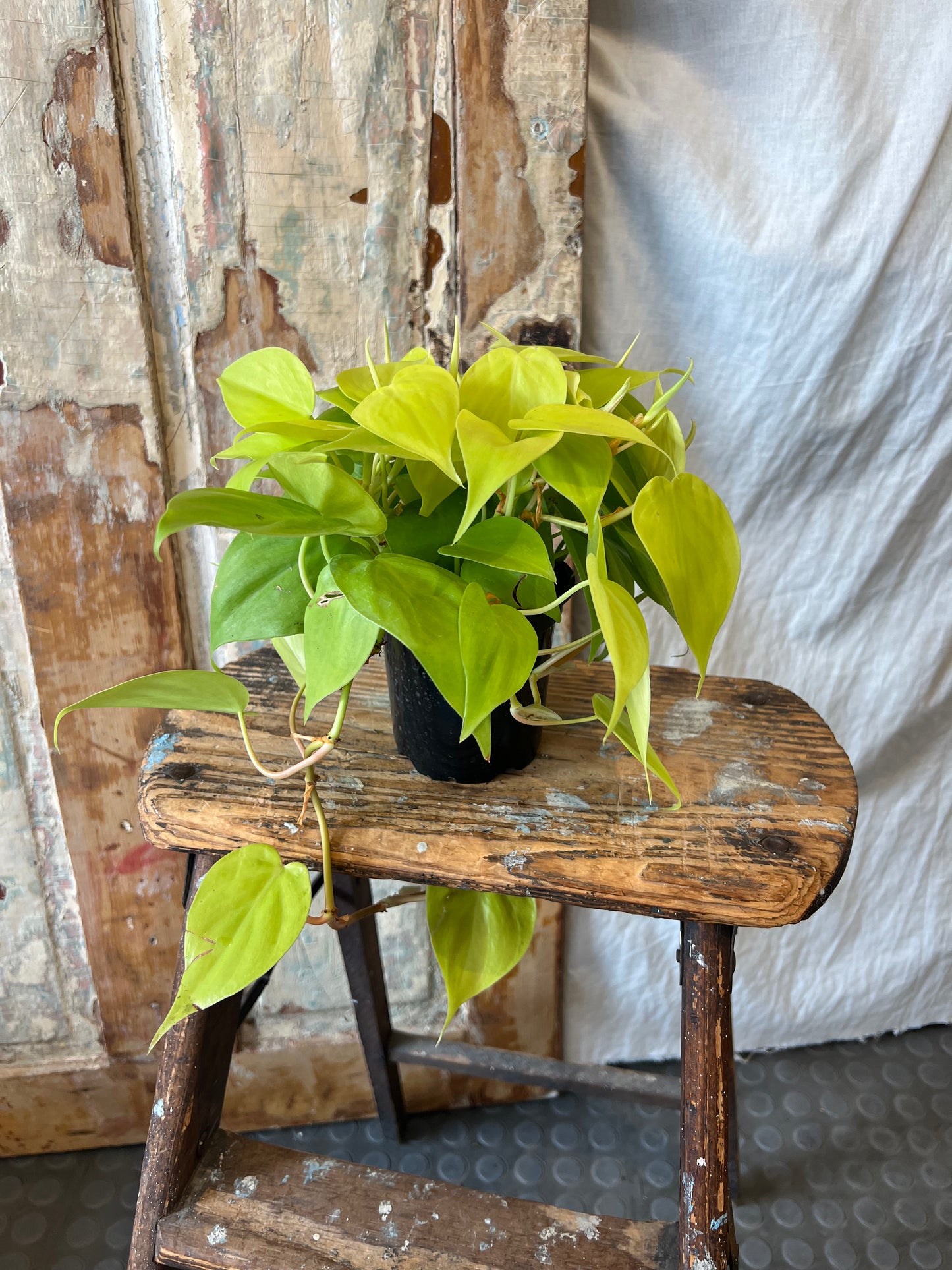 4" Neon Lemon Philodendron