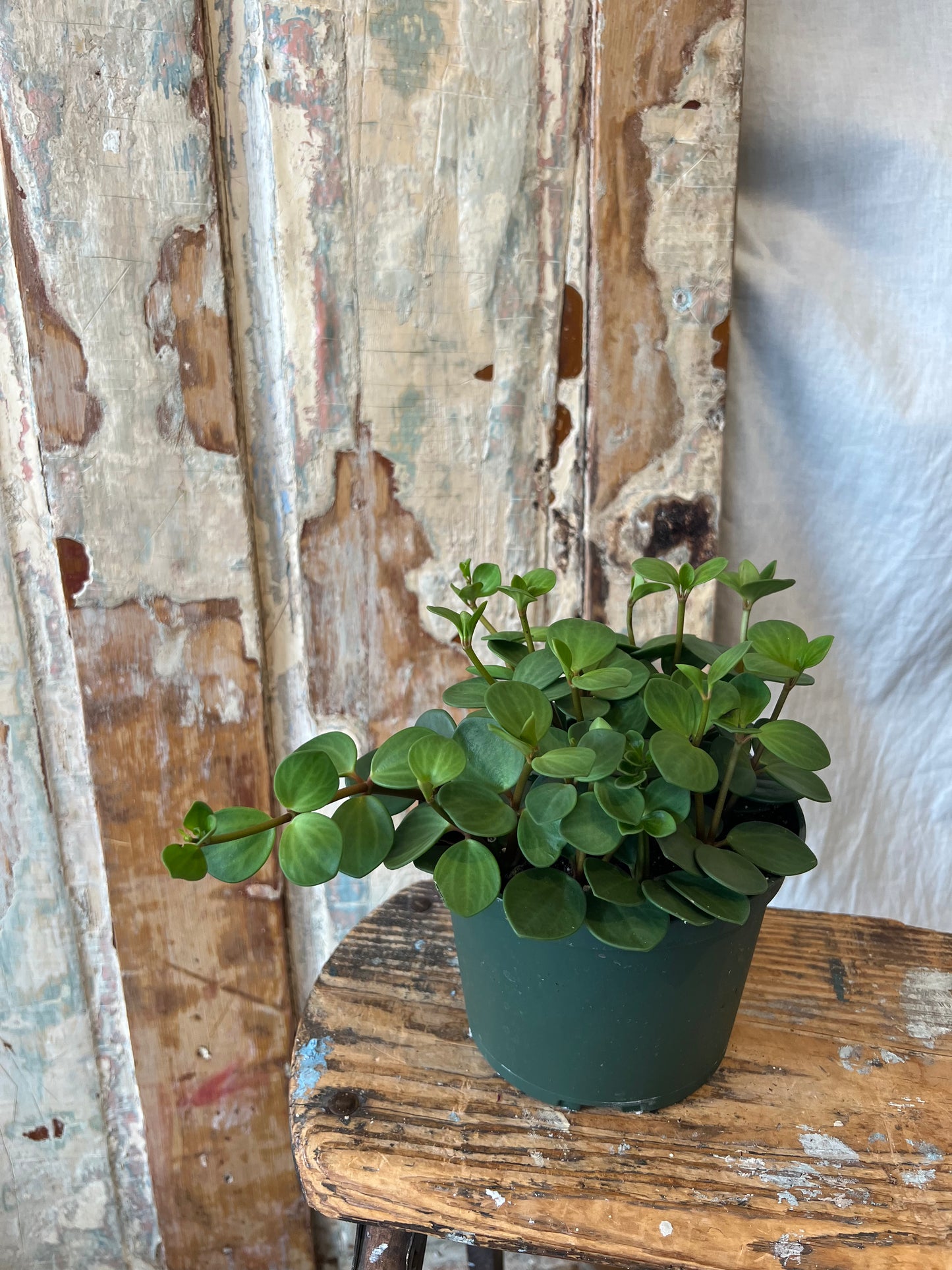 6" Hope Peperomia