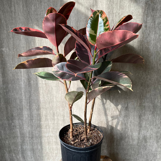 10" Ruby Rubber Standard Ficus Plant