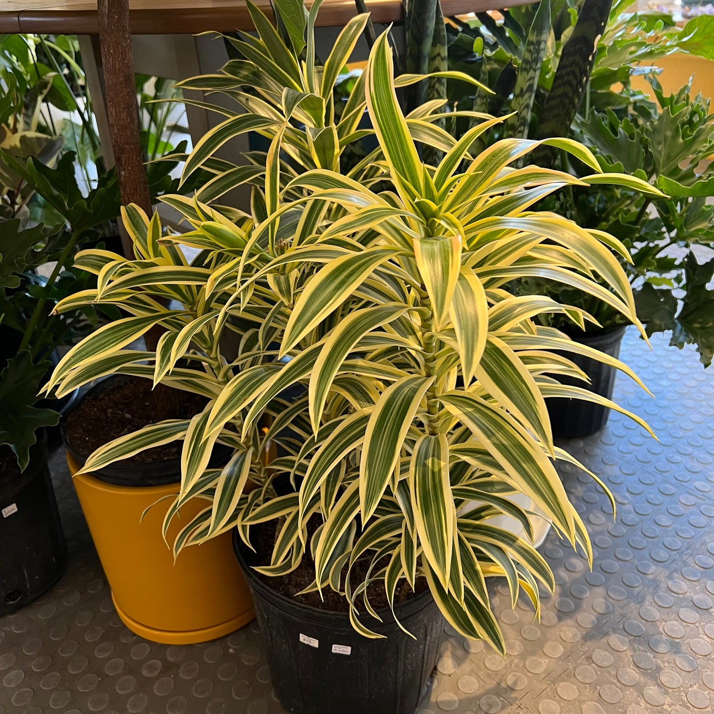 12" Song of India Plant