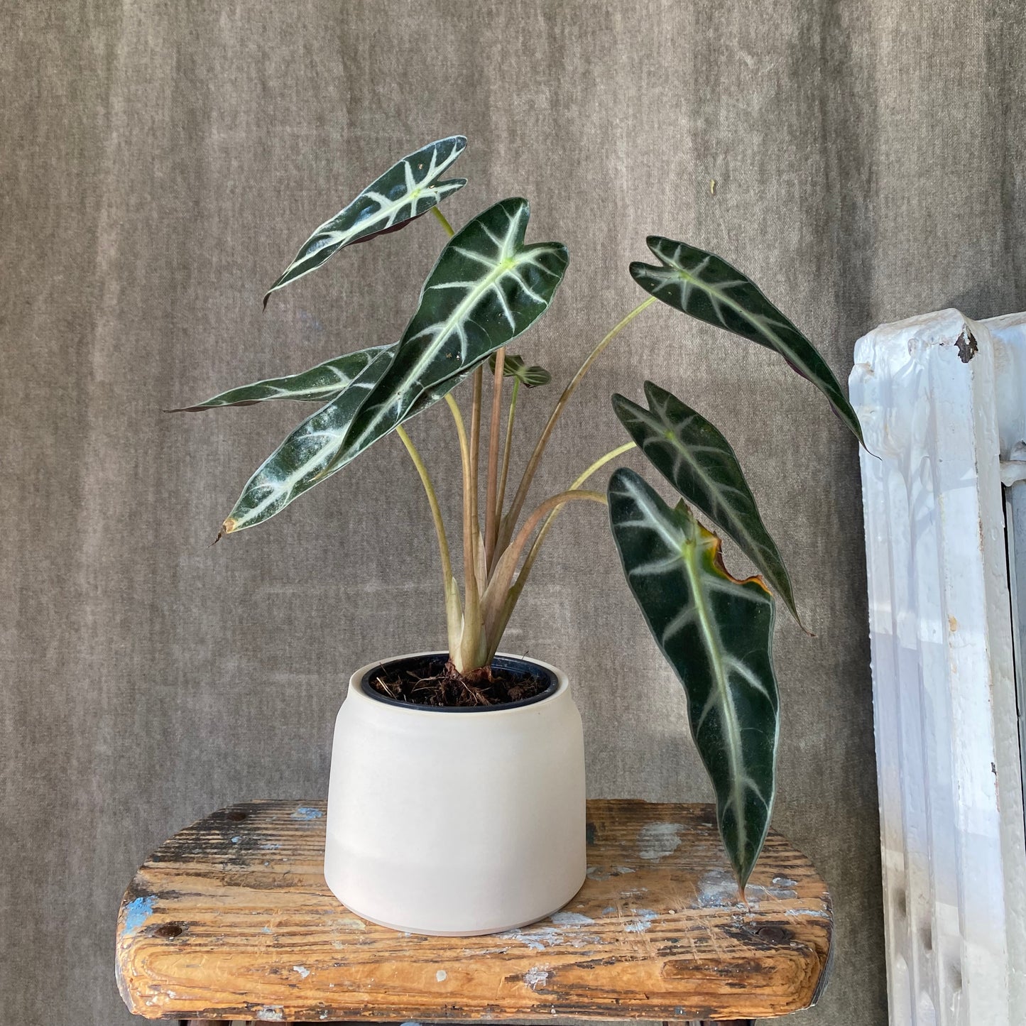 Small Unglazed Planter