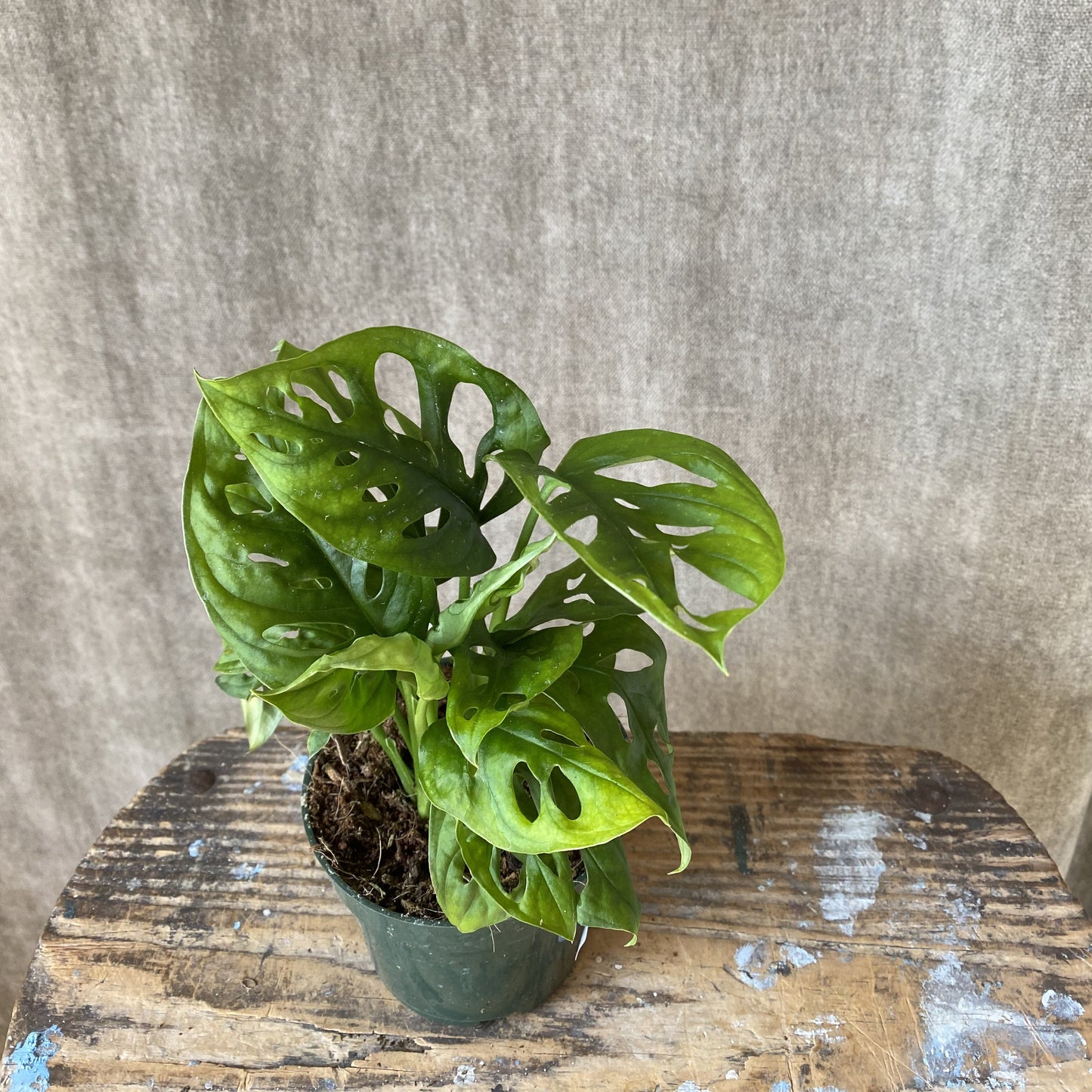 4" Swiss Cheese Monstera Plant