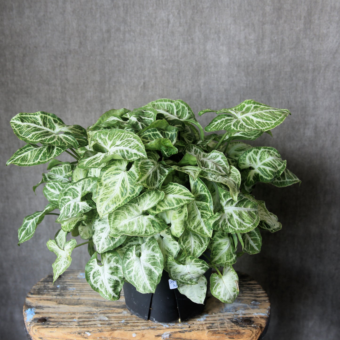 6" Arrowhead Plant