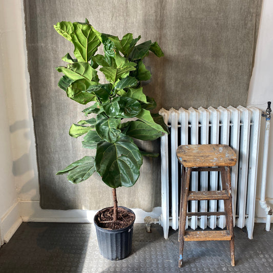 10" Lyrata Ficus Standard