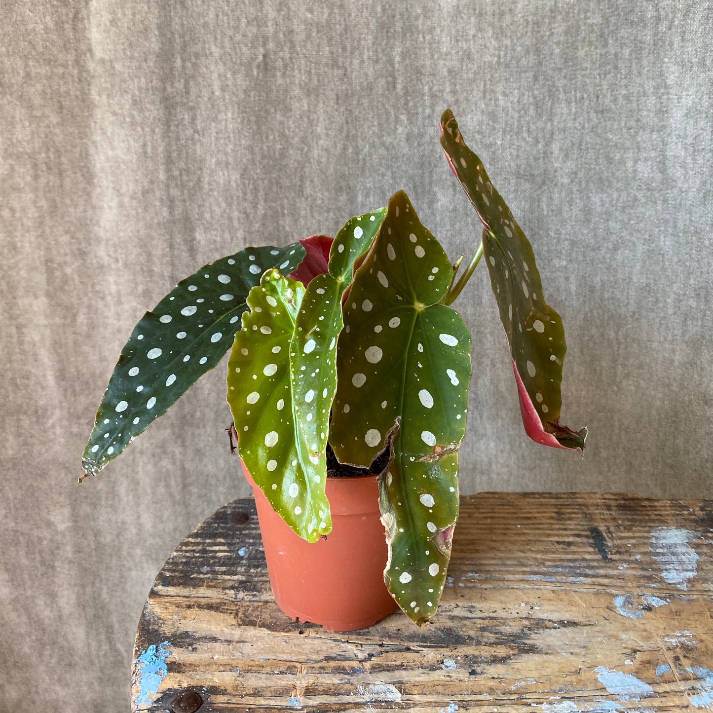 6" Maculata Begonia