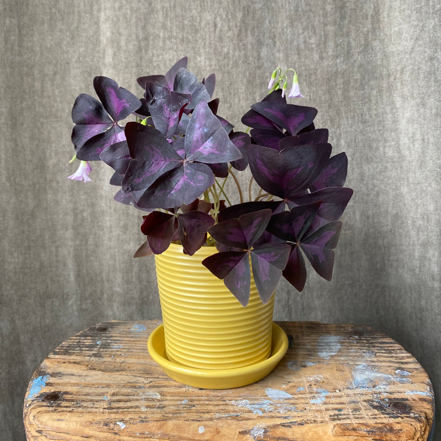 Petite Ribbed Planter