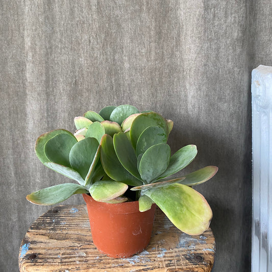 4" Paddle Succulent