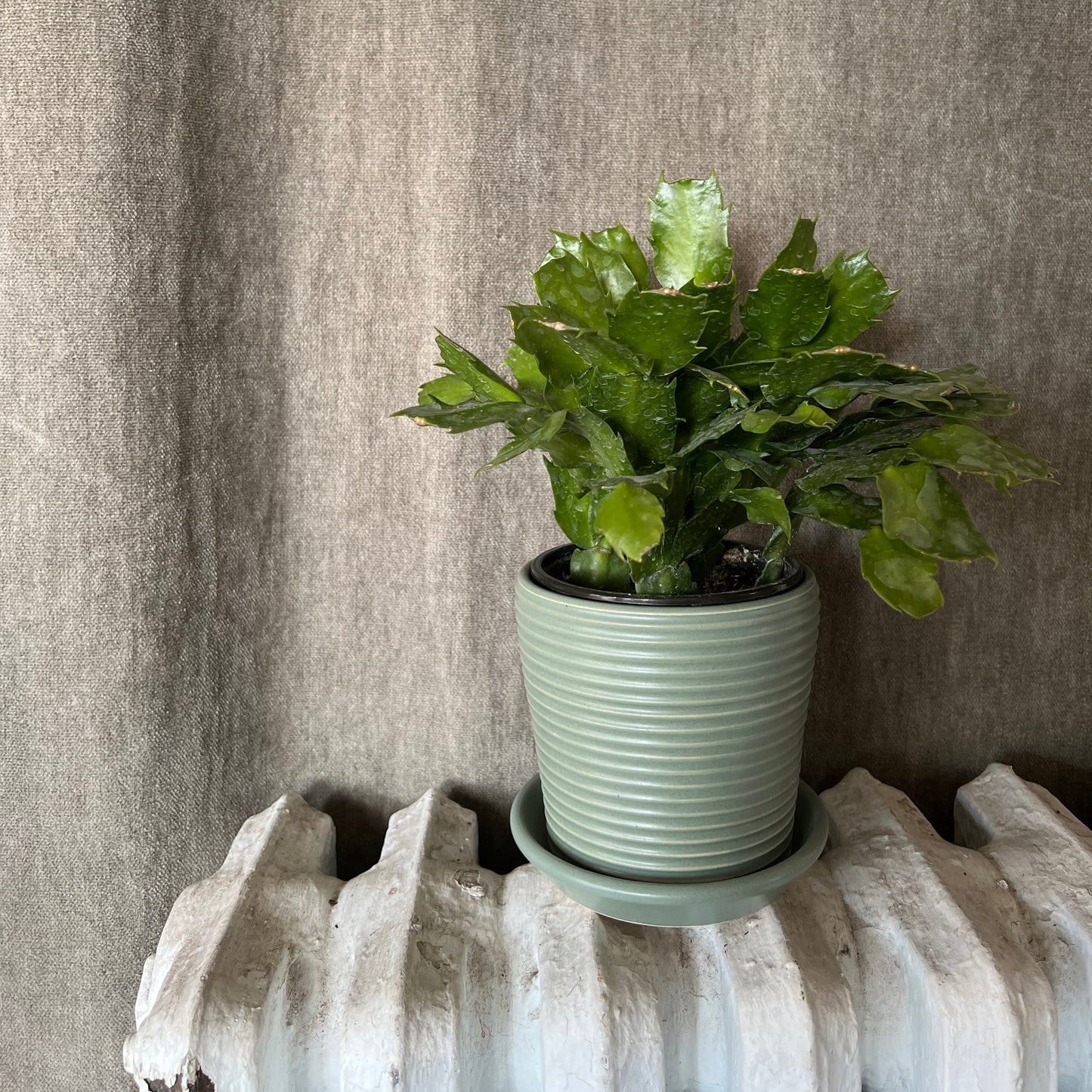 Petite Ribbed Planter
