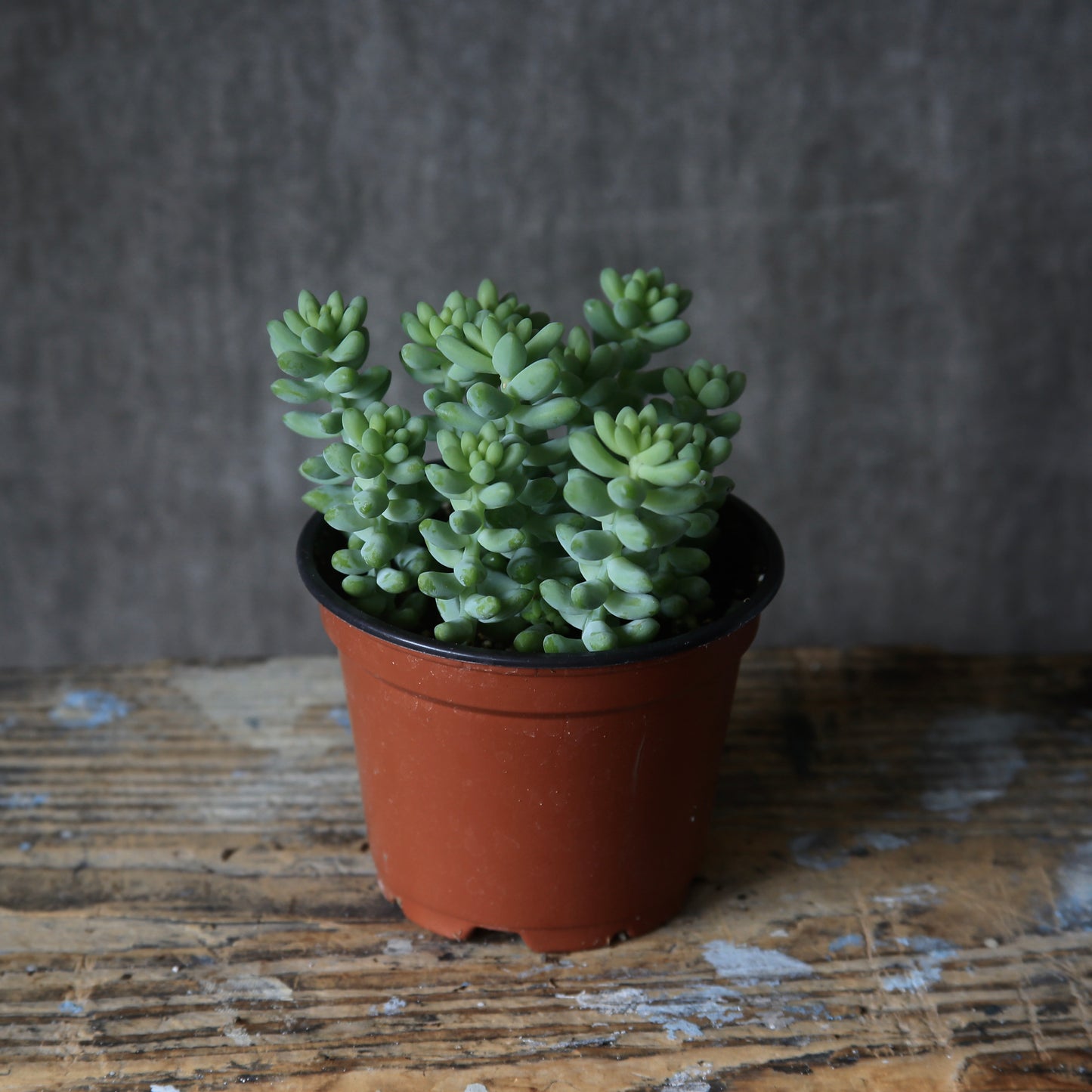 4" Burro's Tail Succulent