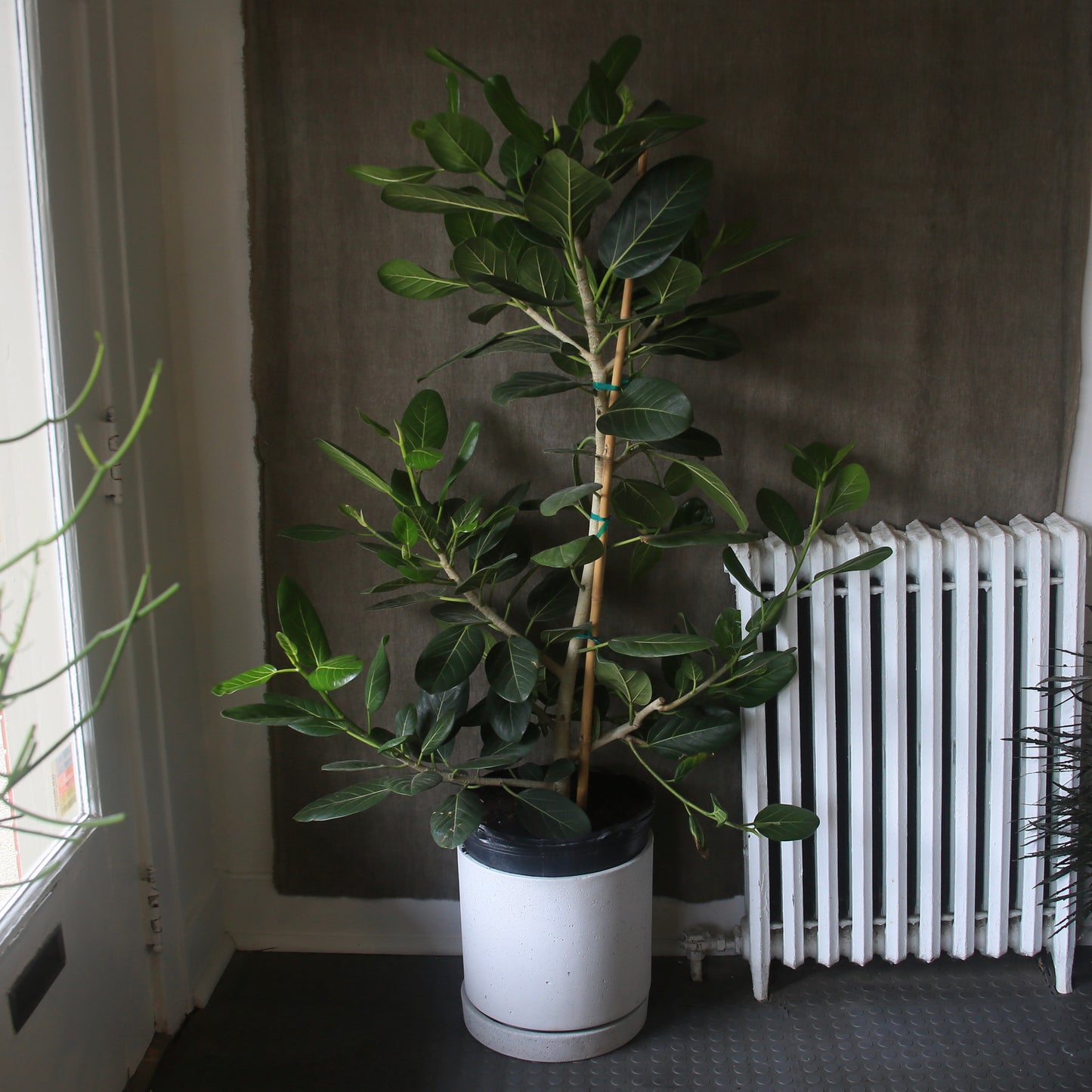 8” Audrey Ficus Standard