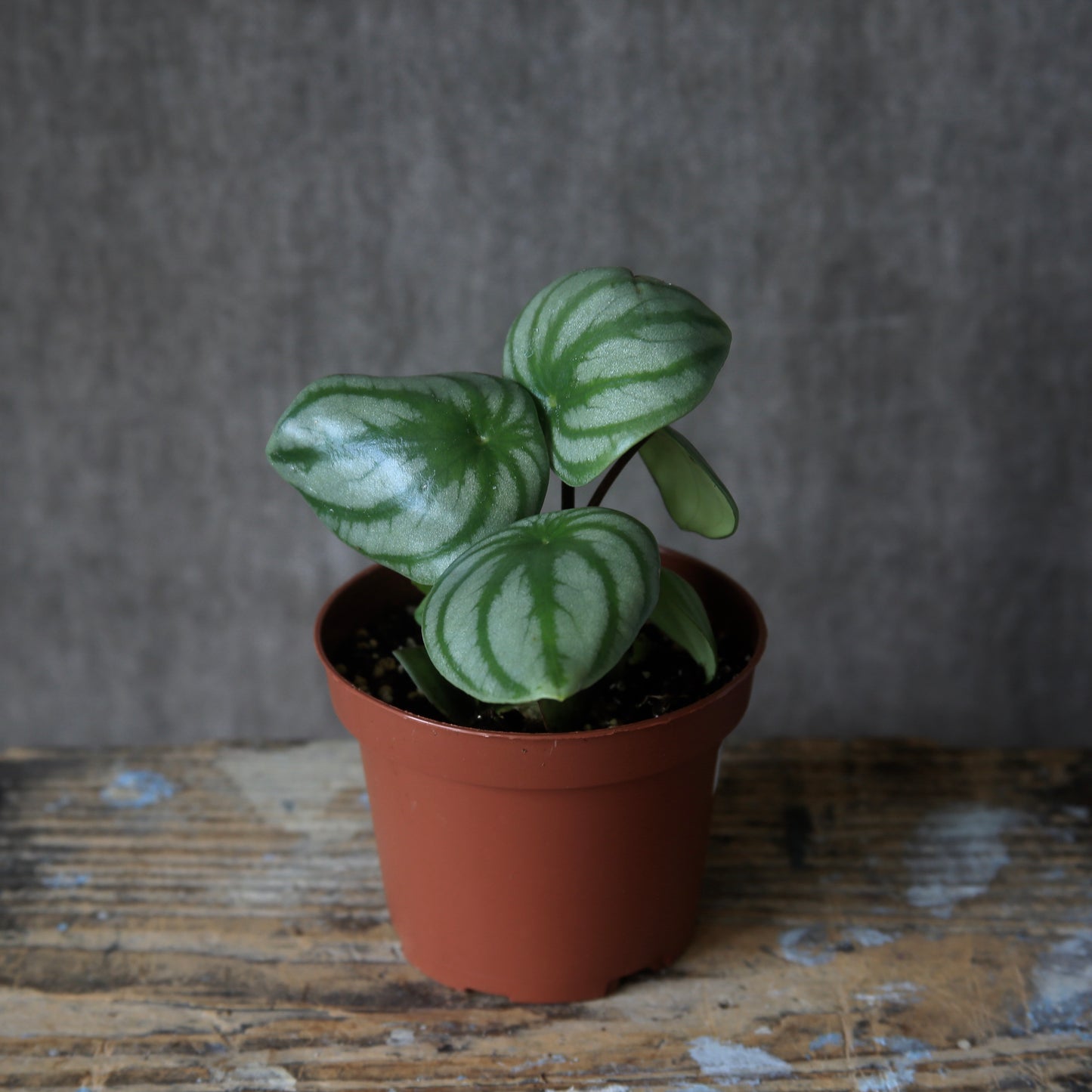 4" Watermelon Peperomia Plant