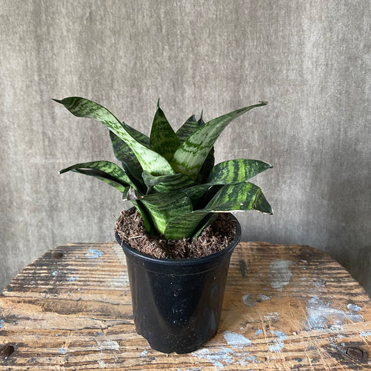 4" Snake Plant