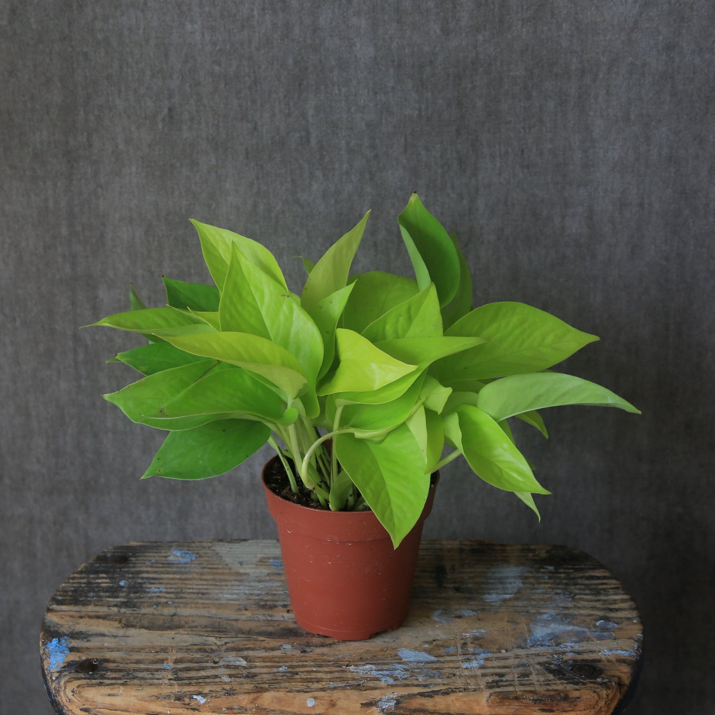 4" Neon Philodendron Ivy Plant