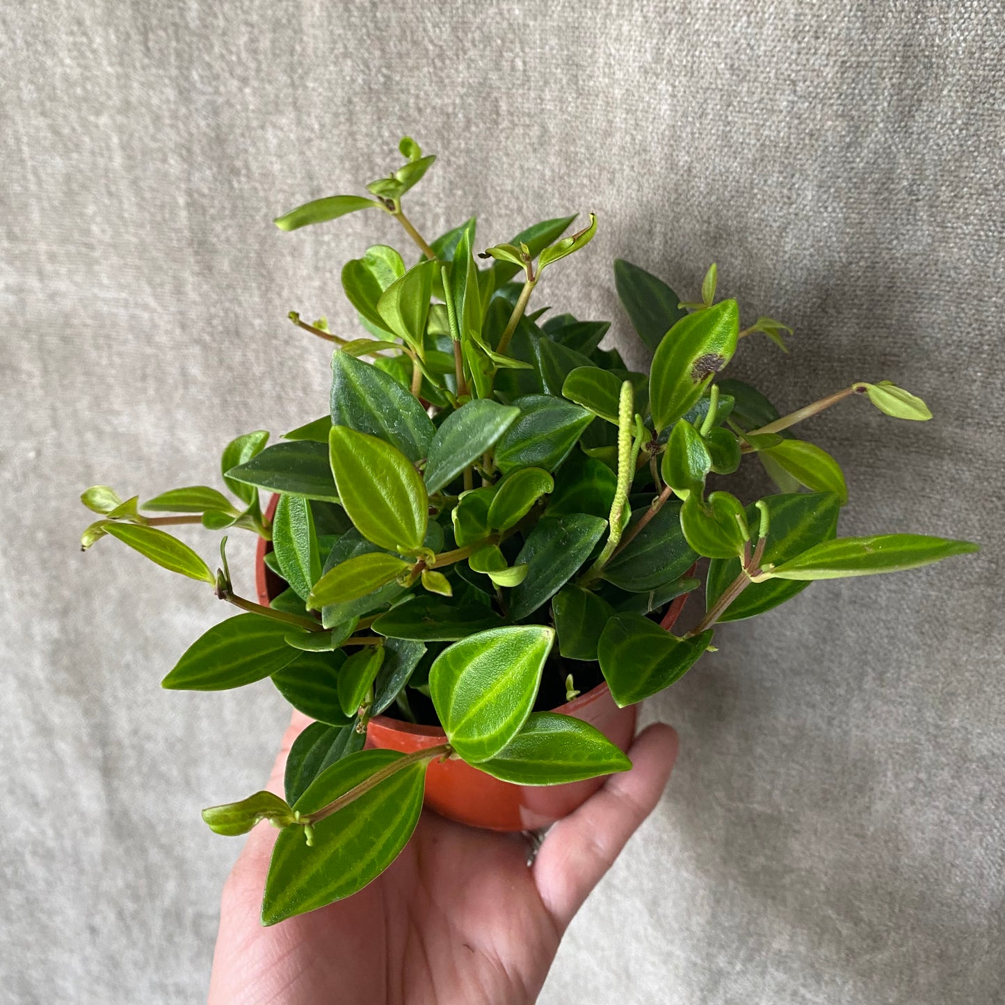 4" Beetle Back Peperomia Plant