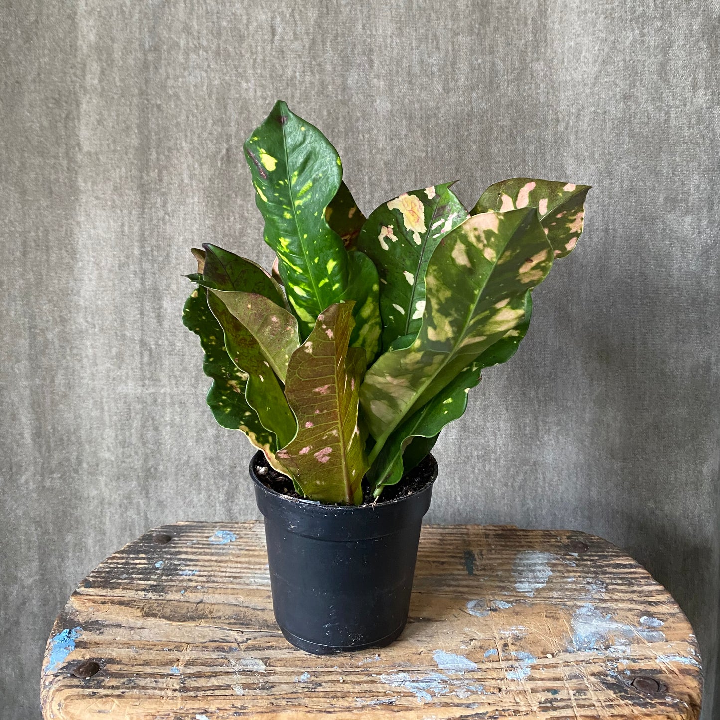 4" Croton Plant