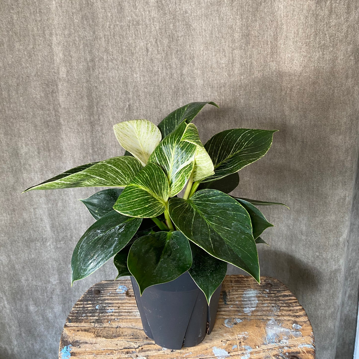 4" Birkin Philodendron