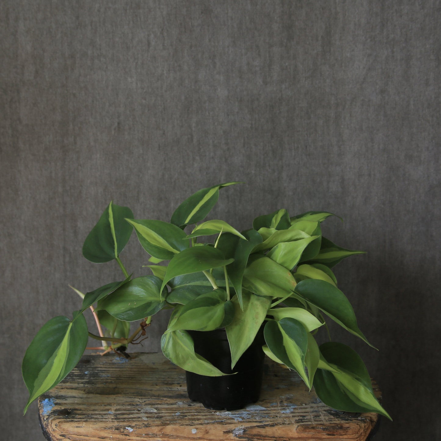 6" Brazil Philodendron Ivy Plant