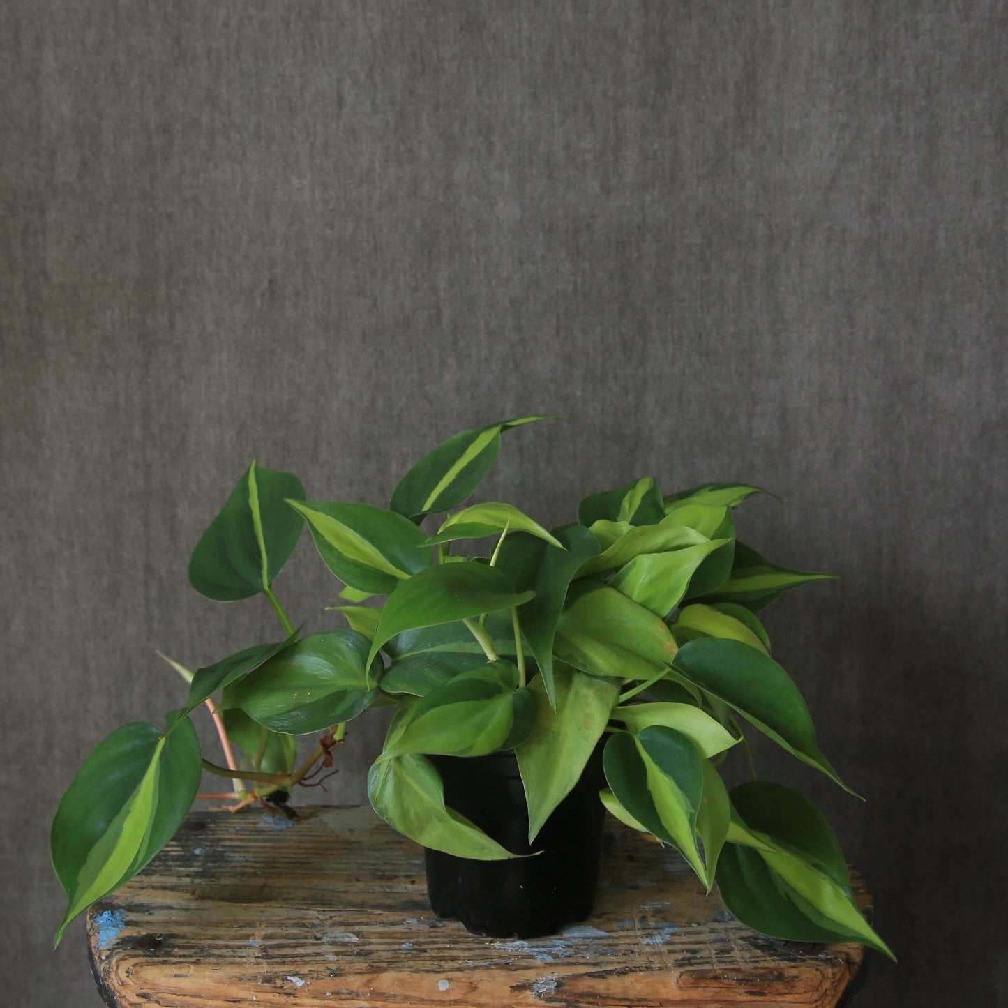 4" Brazil Philodendron Plant