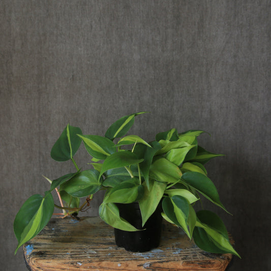 4" Brazil Philodendron Plant