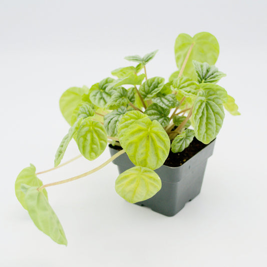 5" Ripple Peperomia Plant