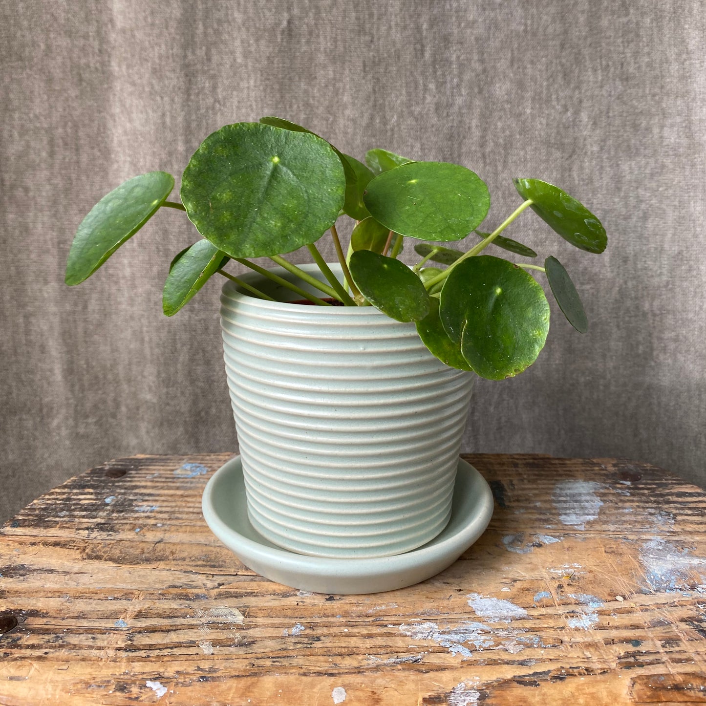 Petite Ribbed Planter