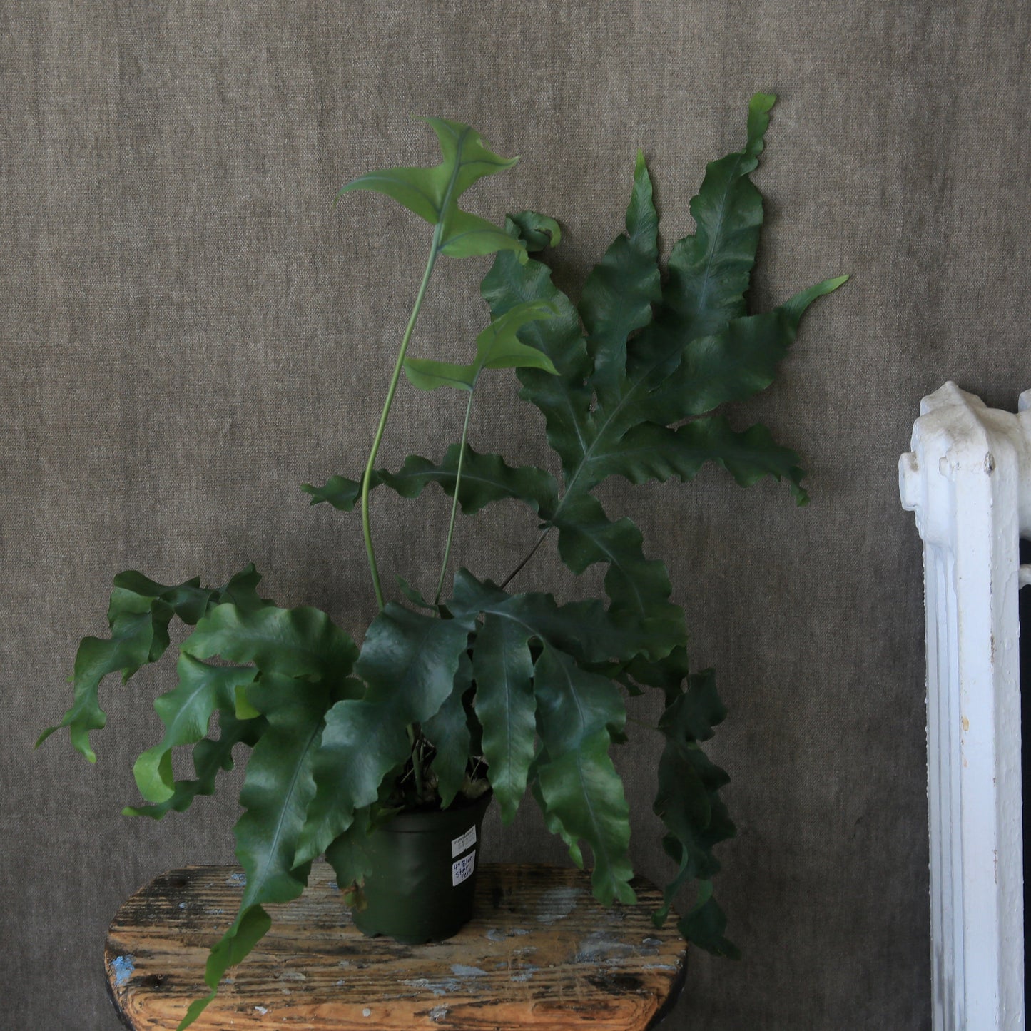 6" Blue Star Fern