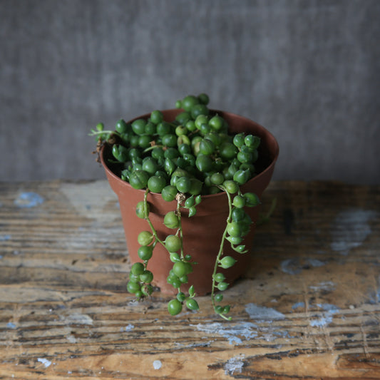 4" String of Pearls Succulent