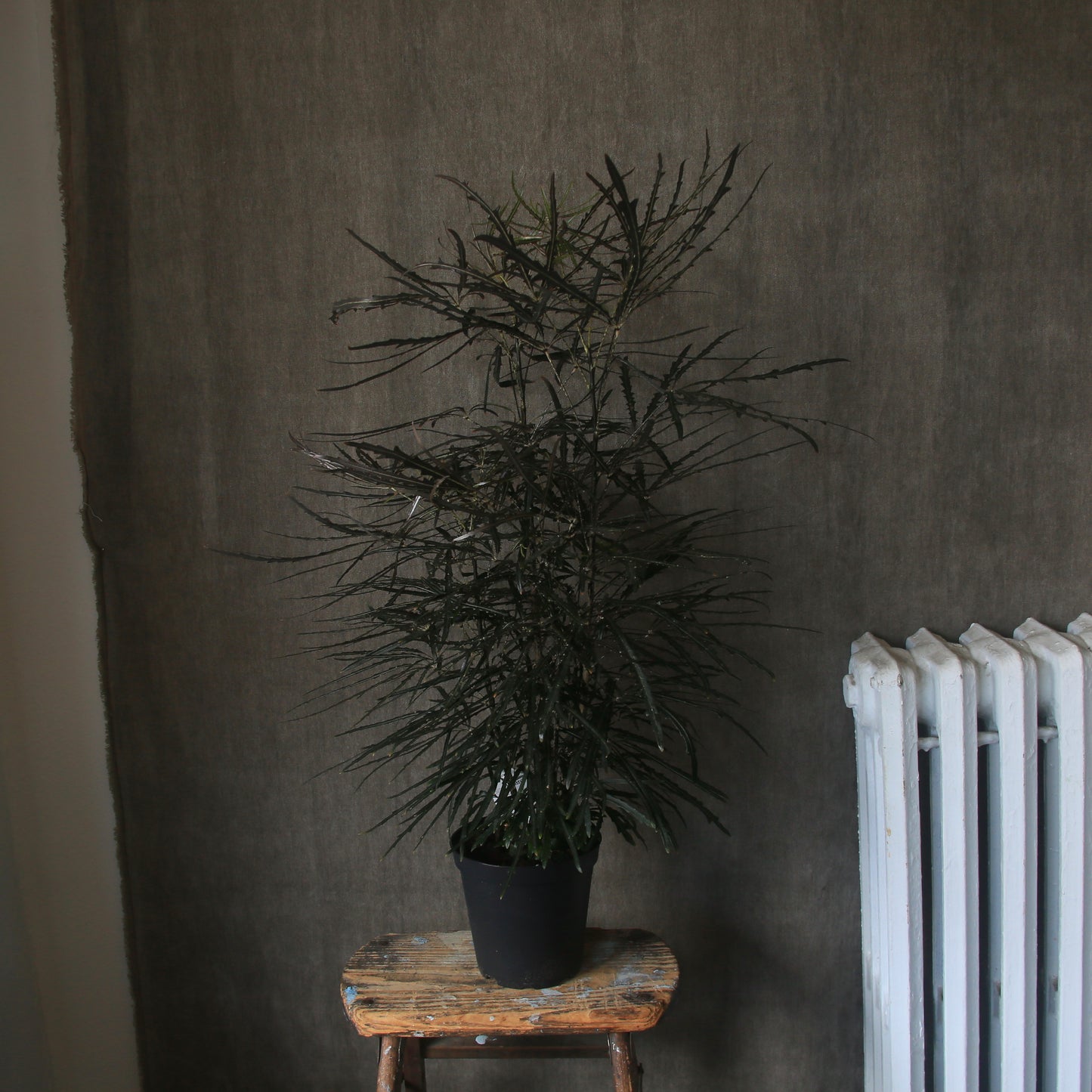 6" False Aralia Plant