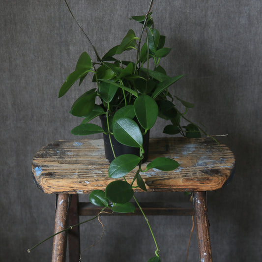 4" Hoya Plant