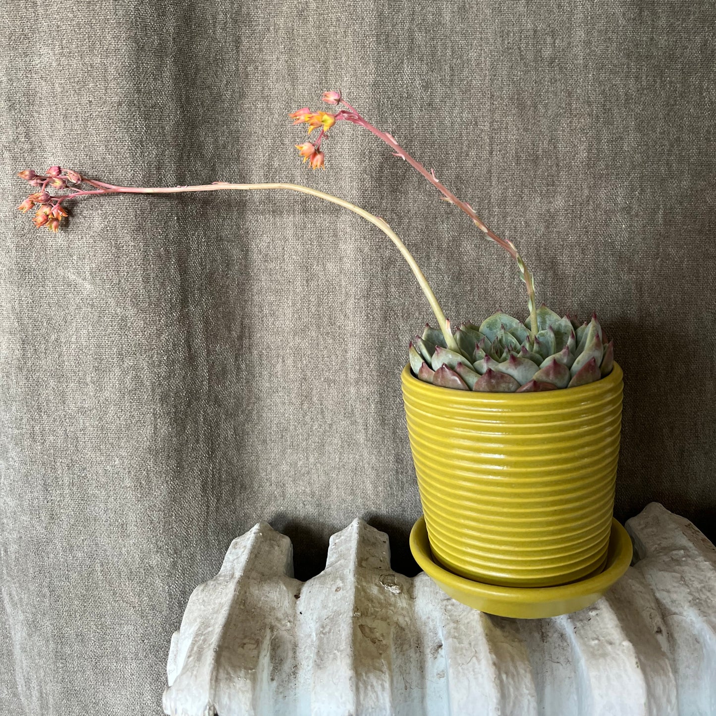 Petite Ribbed Planter