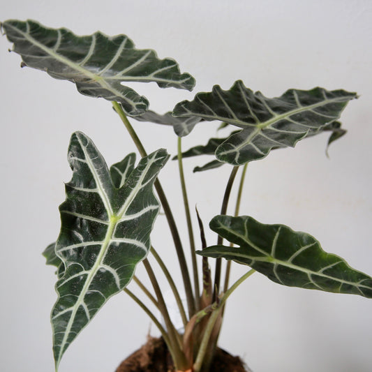 4" Alocasia Polly - African Mask