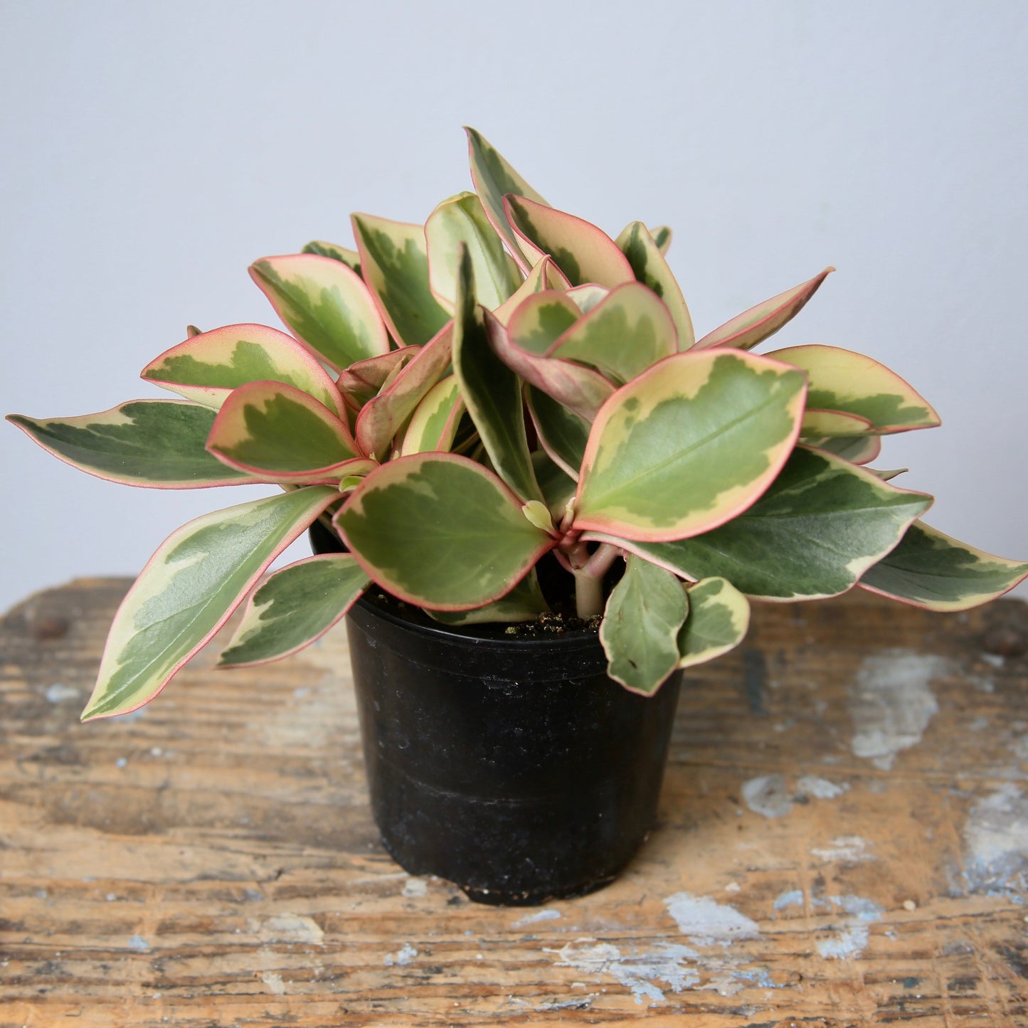 4" Flat Leaf Ginny Peperomia Plant