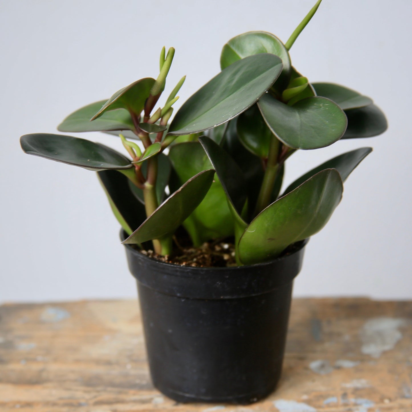 4" Flat Leaf Ginny Peperomia Plant